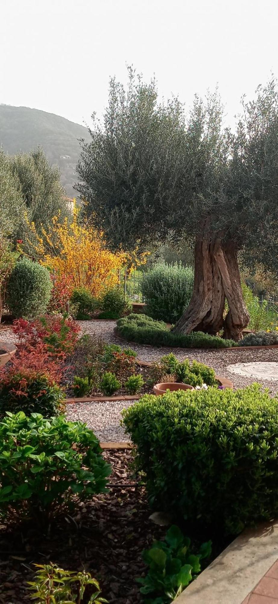 Отель Olivo Bonsai Пассиньяно-суль-Тразимено Экстерьер фото